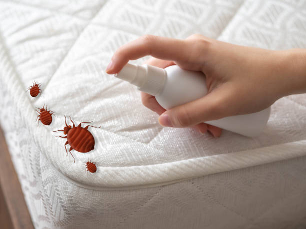 Best Insect Control  in Grenelefe, FL